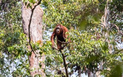 Follow Up A Wild Orangutan